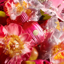 The Icon Banderas Eau de Parfum - Perfume Feminino 50ml